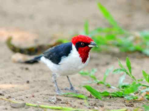 家禽驯化之源之三十二