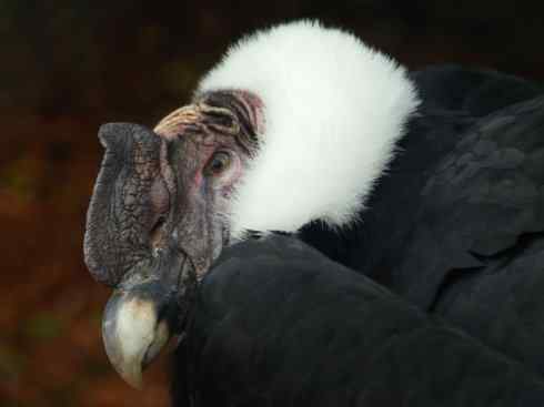 鸟类之最：康多兀鹫