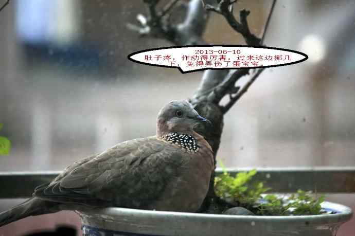 人鸟情未了-闹市十五楼珠颈斑鸠育儿记