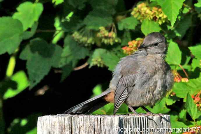 美国鸟类摄影——灰猫嘲鸫（3）