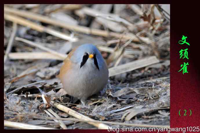文须雀（2）