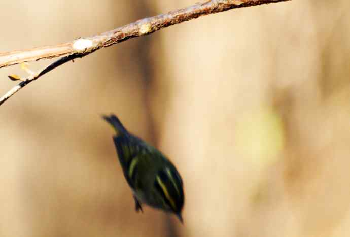 又见黄眉柳莺（枝头版）