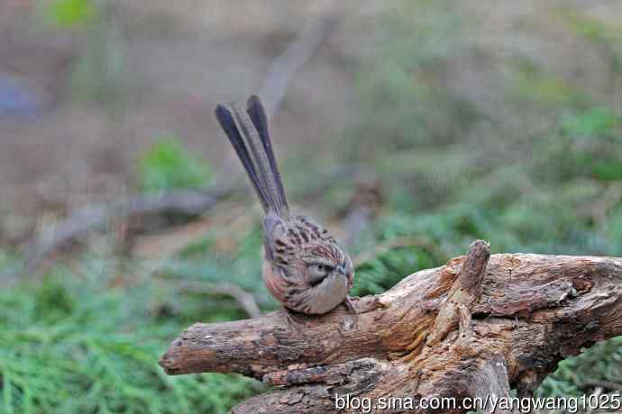 山鹛（记录版）