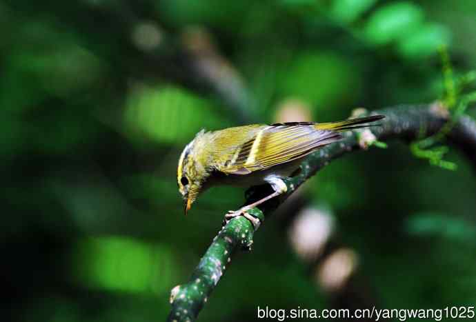 黄腰柳莺(4) 黄腰柳莺(4)