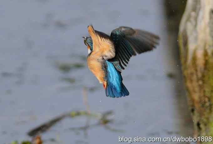 新年第一炮：小翠抓虾
