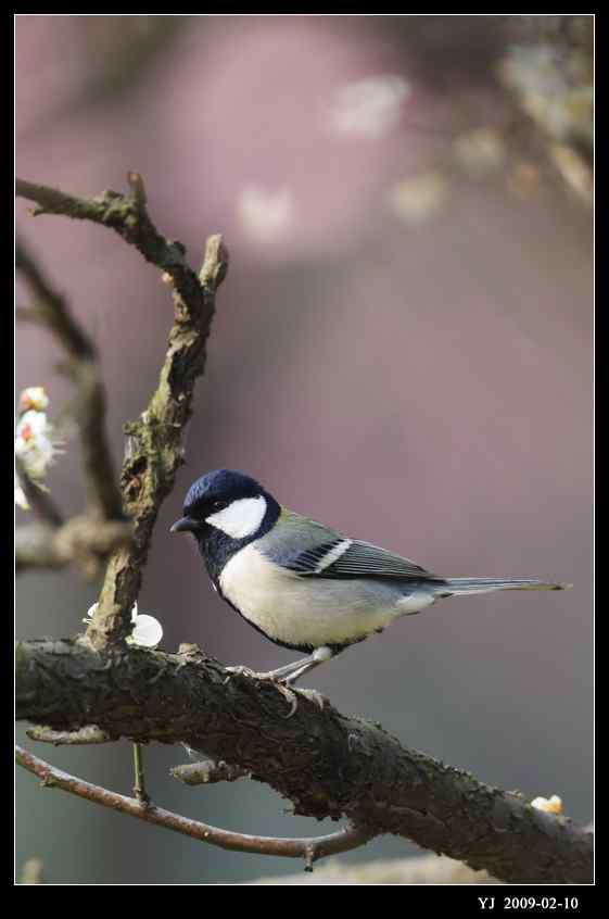 武汉观鸟会初级观鸟讲座[第6课]——武汉大学的鸫