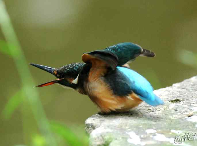 圆明园&nbsp;wbr路&nbsp;wbr小翠乖乖