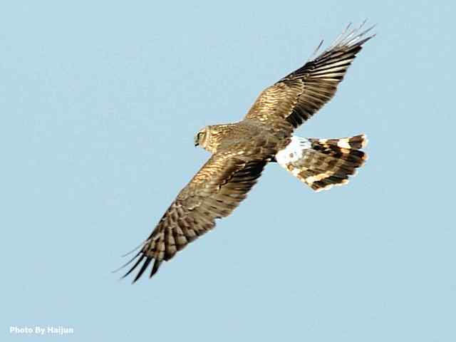 厚道的白尾鹞可以有