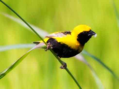 美丽无罪：雀鸟之寡妇鸟