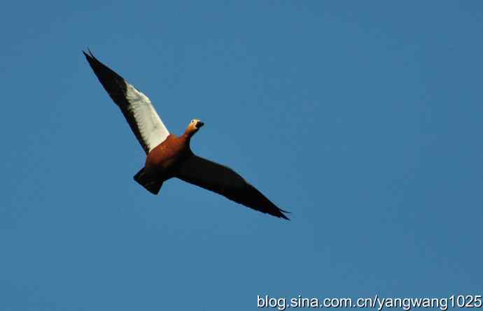 飞 wbr(赤麻鸭) wbr1 飞 wbr(赤麻鸭) wbr1