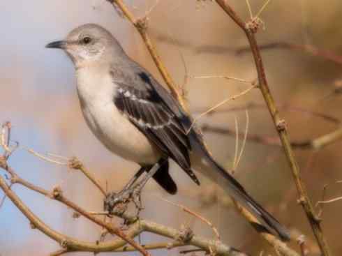 雀鸟也彪悍：别惹我（小嘲鸫）