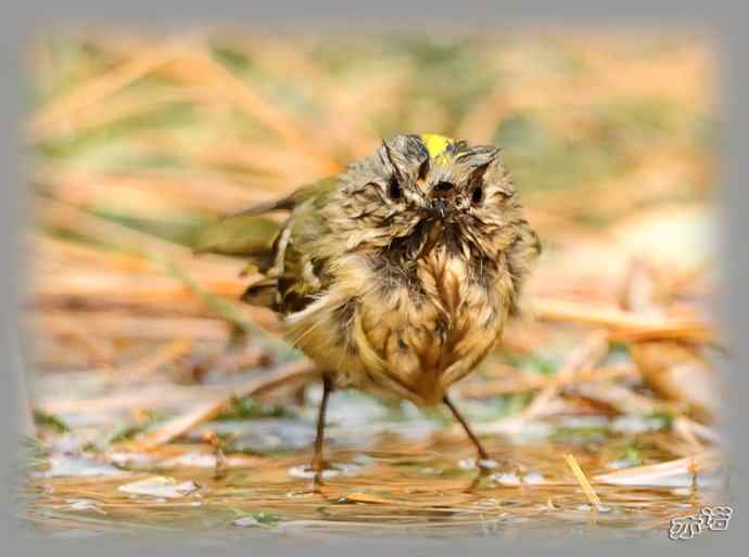 大年初三 wbr wbr戴菊洗涮 大年初三 wbr wbr戴菊洗涮
