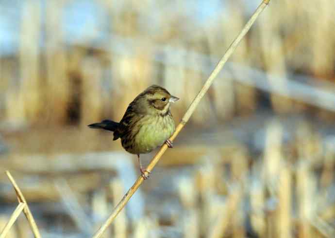 雌性灰头鹀（1）
