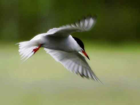 自然奇观：动物大迁徙(燕鸥类)