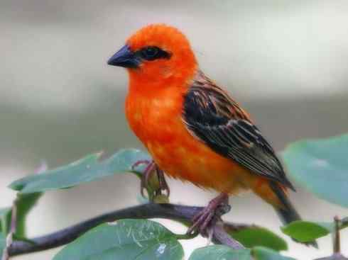 美丽无罪：雀鸟之寡妇鸟