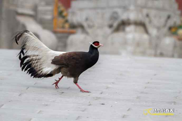 玄中古寺拍鈥満致恚Γ┾