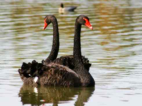 奇特的盔：黑颈天鹅