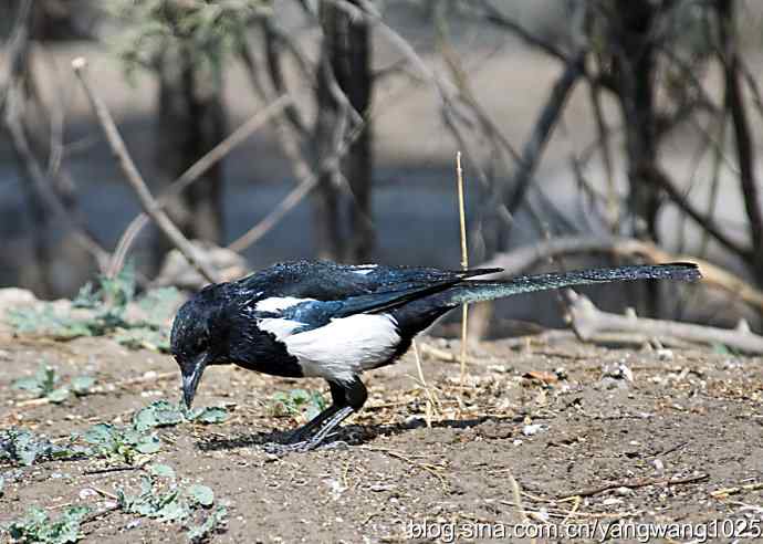 舒适的淋浴（花喜鹊）