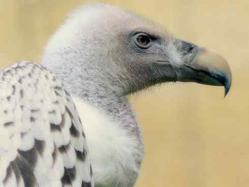 鸟类之最：高山兀鹫