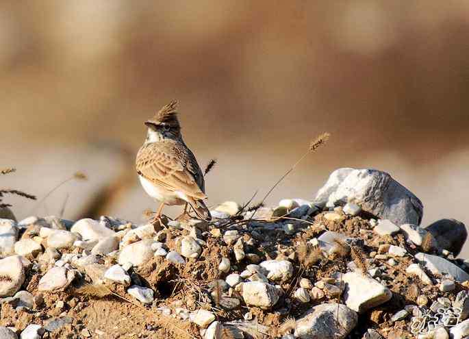 官厅水库&nbsp;wbr路&nbsp;wbr凤头百灵和短趾百灵