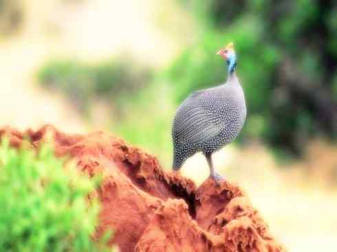 奇特的盔：盔珠鸡