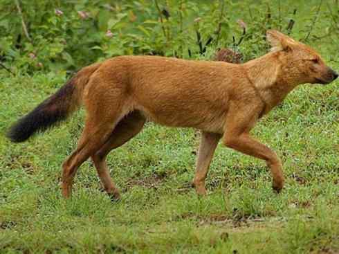 犬科：薮犬亚科豺属之豺