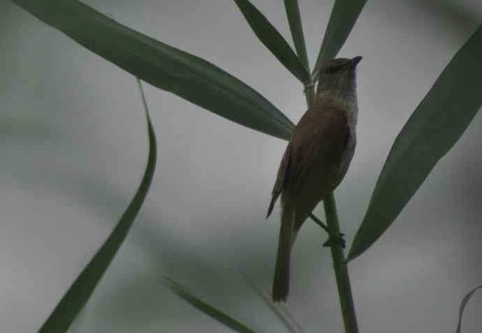 很难捕捉的苇莺 wbr1