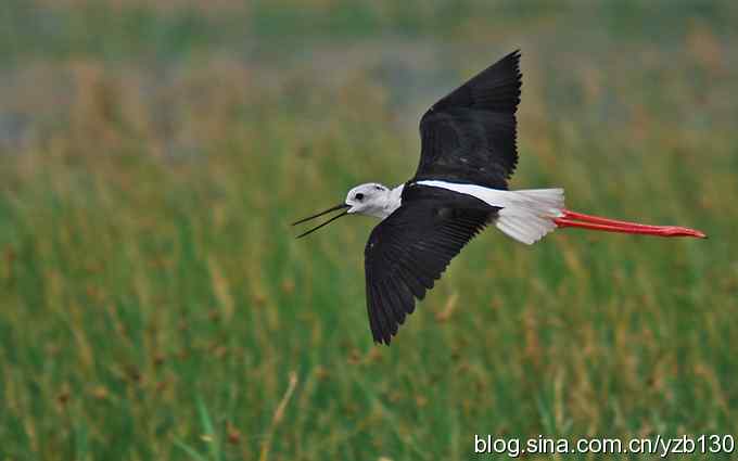 乌梁素海7——风情万种的美腿女一号（组图）