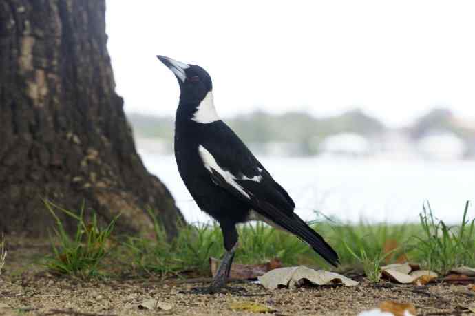 澳洲拍鸟鈥斺斂诩即笸鹾诒持尤