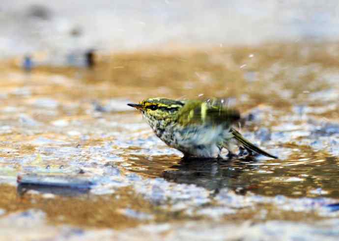 又见黄眉柳莺（洗浴版）