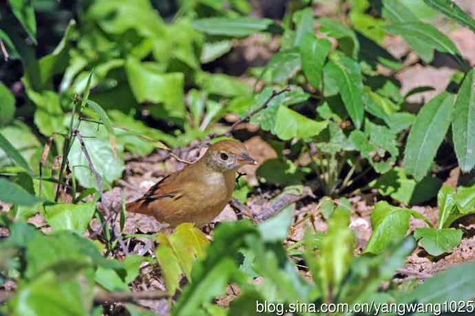 厚嘴苇莺(1) 厚嘴苇莺(1)