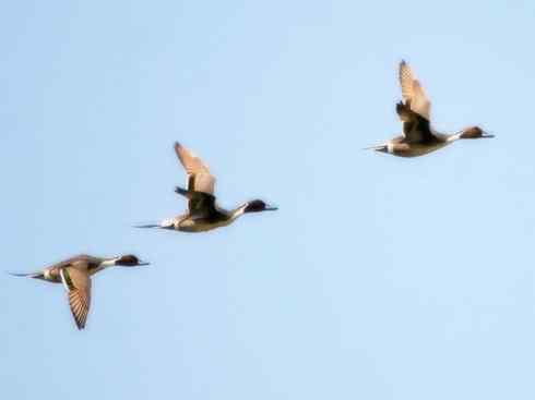 雁鸭之最之六（丑鸭、秋沙鸭、花脸鸭、针尾鸭）