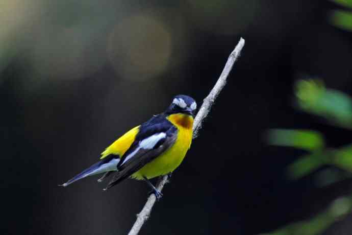 雄性白眉姬鹟(17) 雄性白眉姬鹟(17)