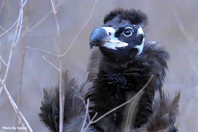 驱车永定河峡谷拍摄秃鹫