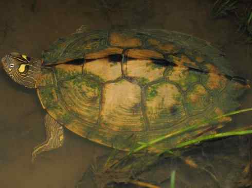 玄武：传说的兽原型探秘（水龟）