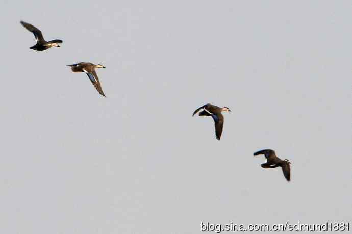 穷人大炮-量力而为之打鸟作乐