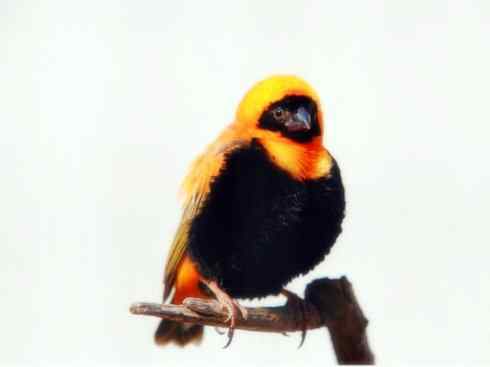 十大鸟类建筑师之二（织布鸟、维达雀）