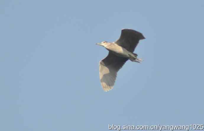 飞(夜鹭) wbr6 飞(夜鹭) wbr6