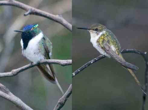 鸟类之最:角蜂鸟 鸟类之最:角蜂鸟