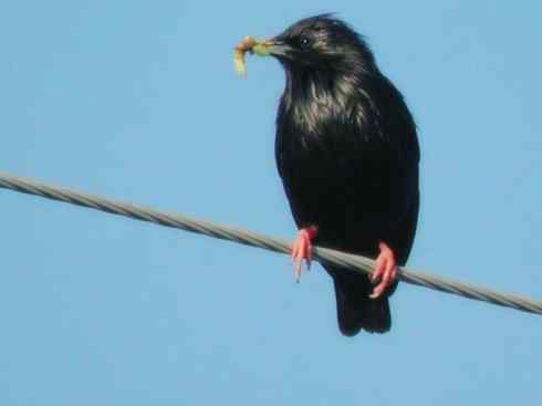 美丽无罪：雀鸟之辉椋鸟