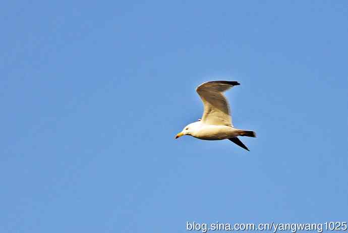 北京动物园的鸟类——海鸥（12）