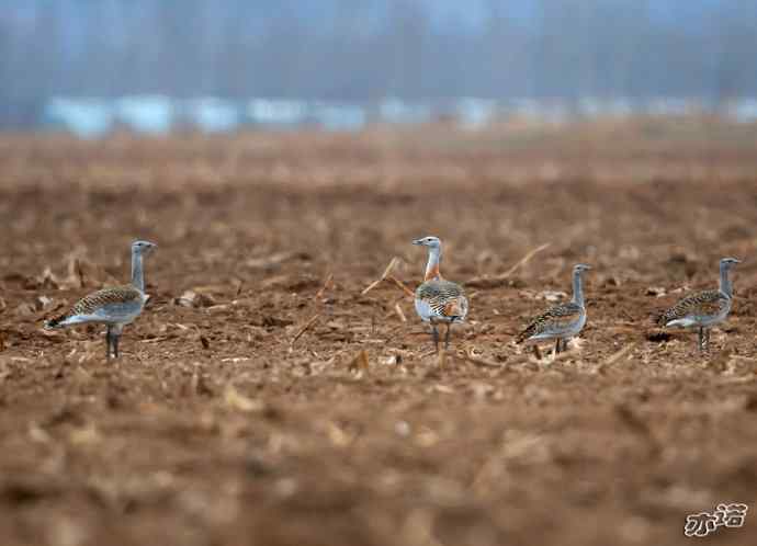 密云水库&nbsp;wbr路&nbsp;wbr大鸨