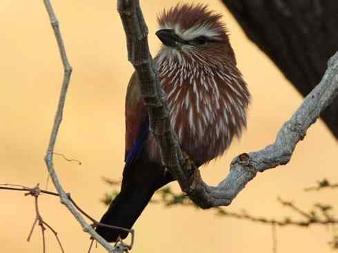 绝色攀禽：佛法僧目之佛法僧2