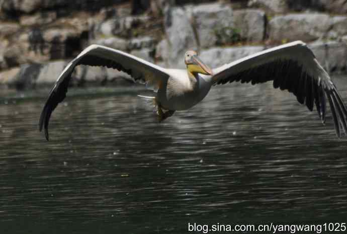 鹈鹕(抓拍) 鹈鹕(抓拍)