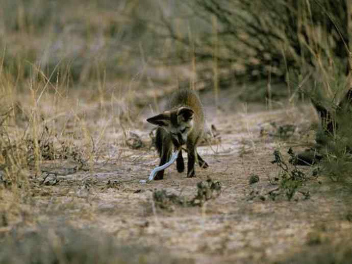 犬科：狐亚科之大耳狐