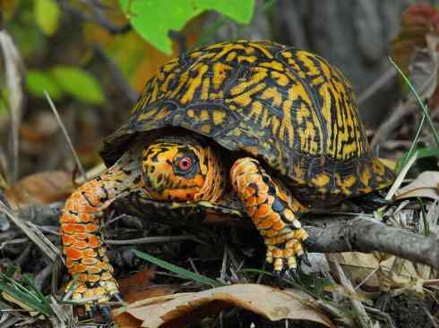 玄武：传说的兽原型探秘（水龟）