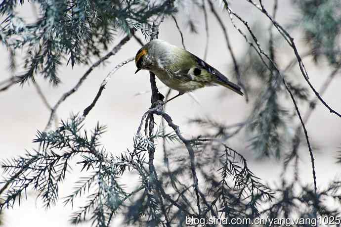 柏树丛中的戴菊