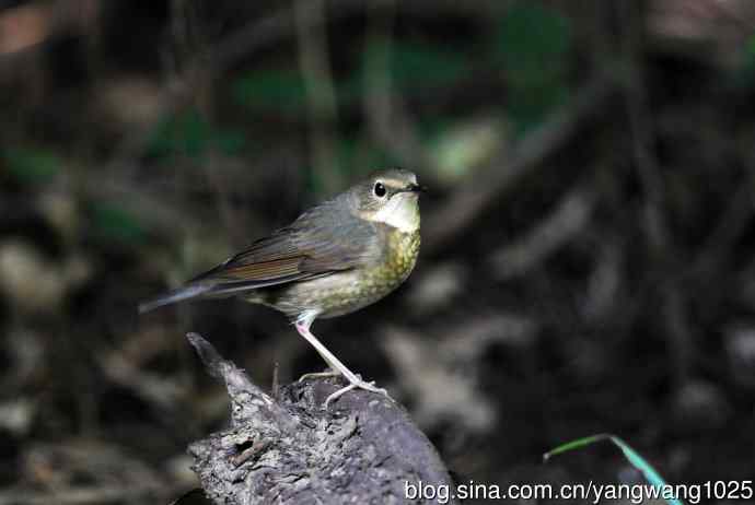 雌性蓝歌鸲（3）