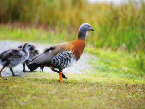 欣赏:美丽的草雁 欣赏:美丽的草雁