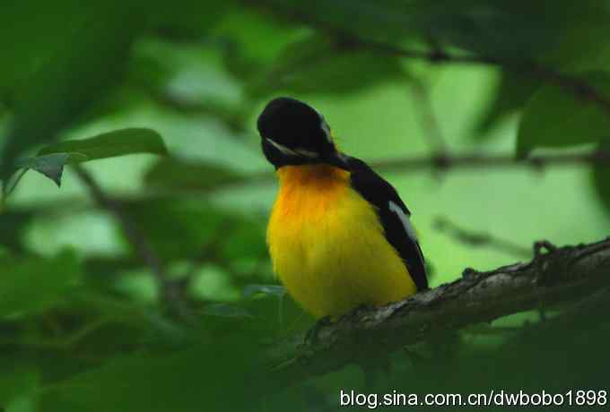 植物园六月的花鸟